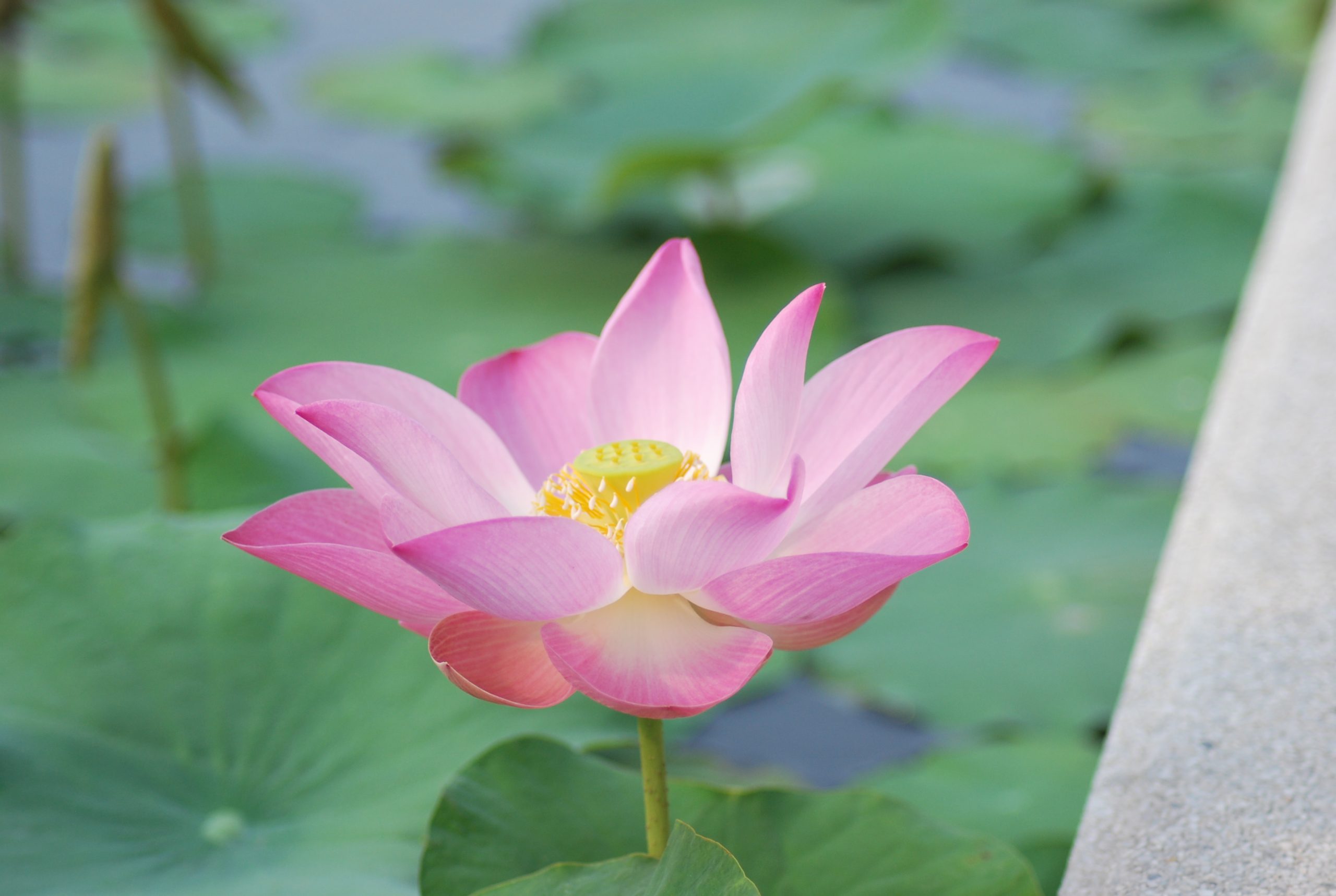 Sawatdi Thai Massage à Blagnag - Photo 423 scaled